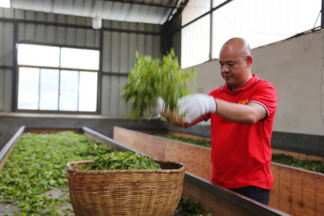 正皓茶百城千店皓茶中国行