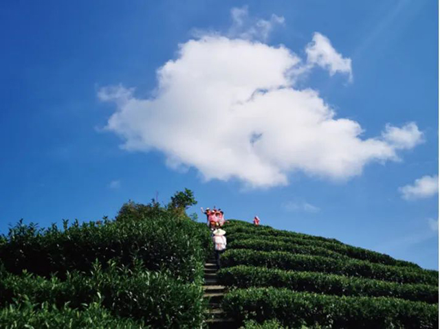 云根茶业云根白茶泡朵白品质特点