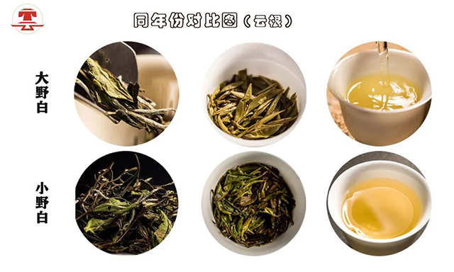 云根白茶大野白和小野白的区别