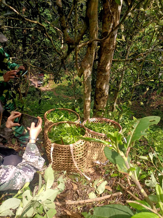 紫者天门山高杆古树普洱茶