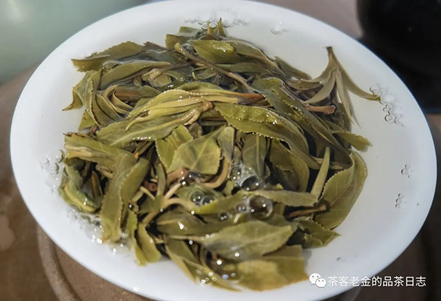 困鹿山制茶人2022年倚邦紫茶单株普洱茶