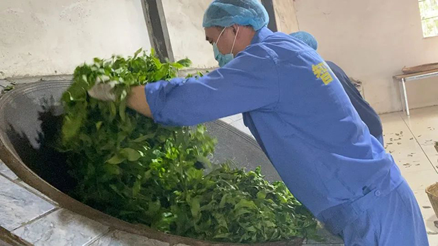 智德鸿昌云南石生茶