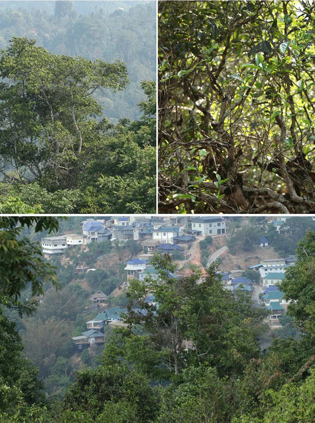 帕沙茶山实拍