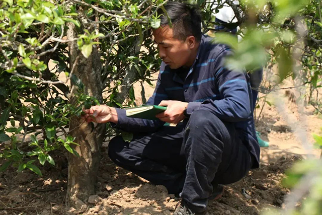 荣瑞祥2021年家有大叶古树熟茶