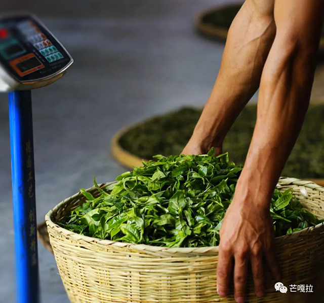 芒嘎拉古树茶