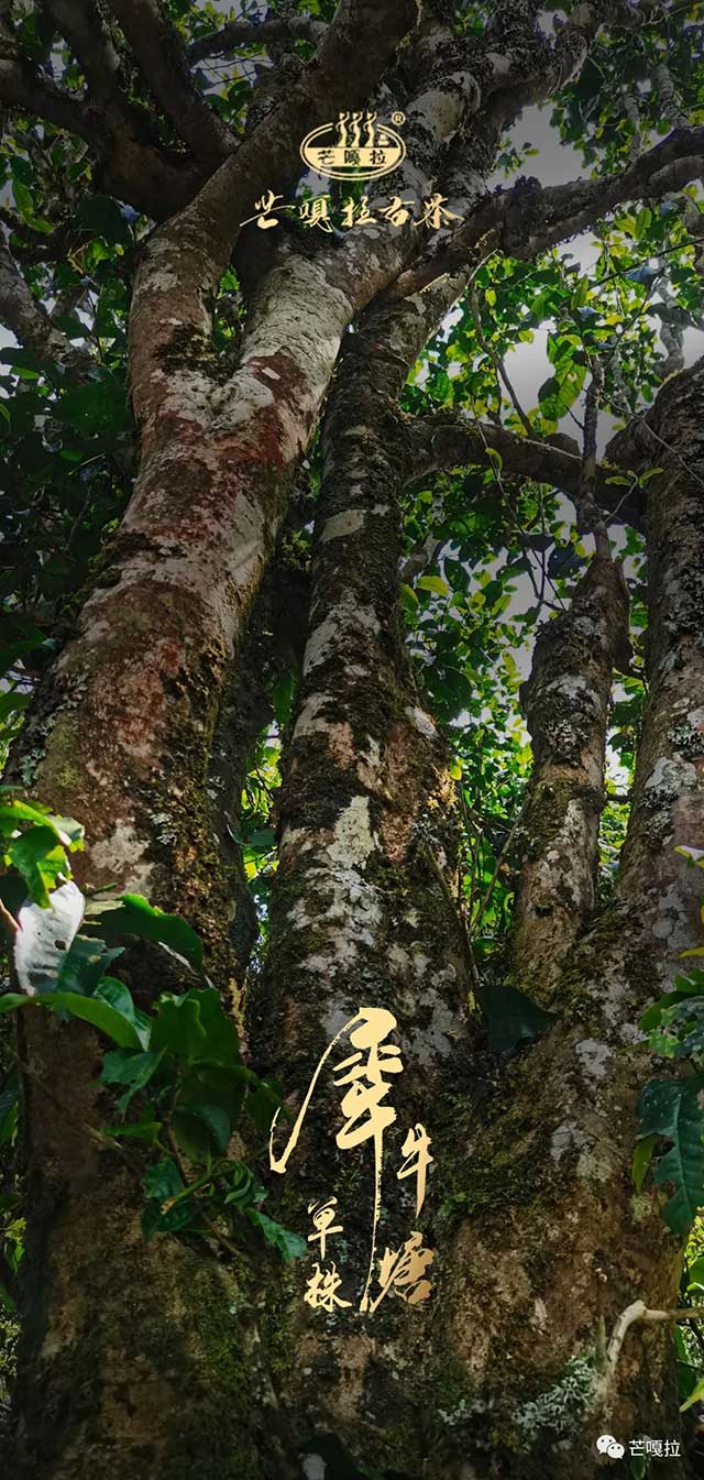 芒嘎拉犀牛塘单株普洱茶