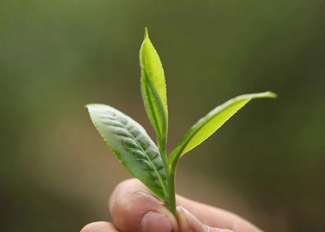 荣瑞祥春秋大叶2022年梅子箐锅底塘古树茶