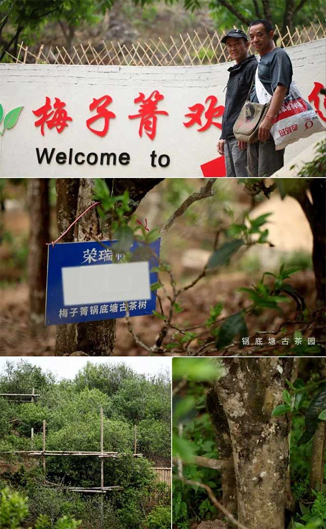 荣瑞祥锅底塘春秋大叶普洱茶
