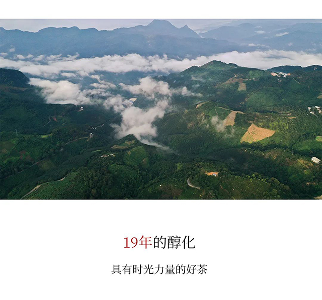 同兴庄园2003倚邦贡茶普洱茶