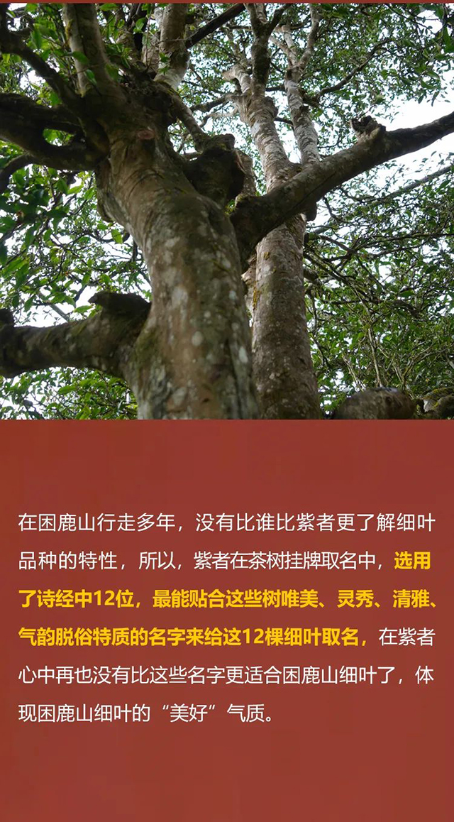 ������¹ɽ�ʼ�ϸҶ12���ڸ�