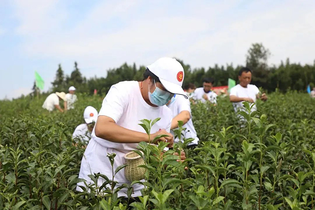 茶叶采摘竞赛现场