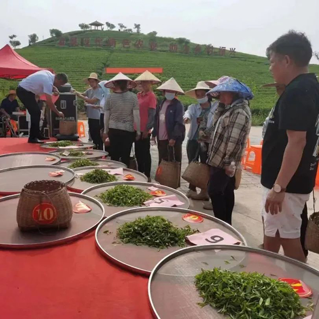 采茶竞赛活动现场