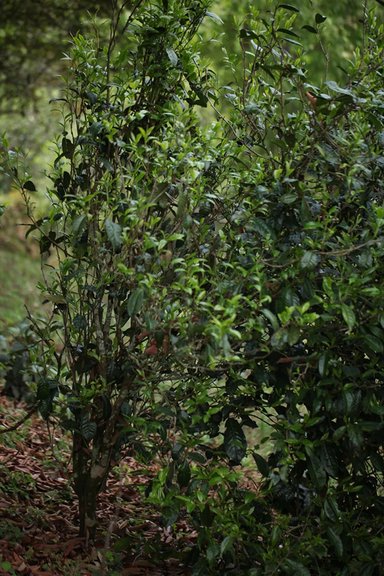 荣瑞祥热水塘大弯刀3年陈熟茶砖