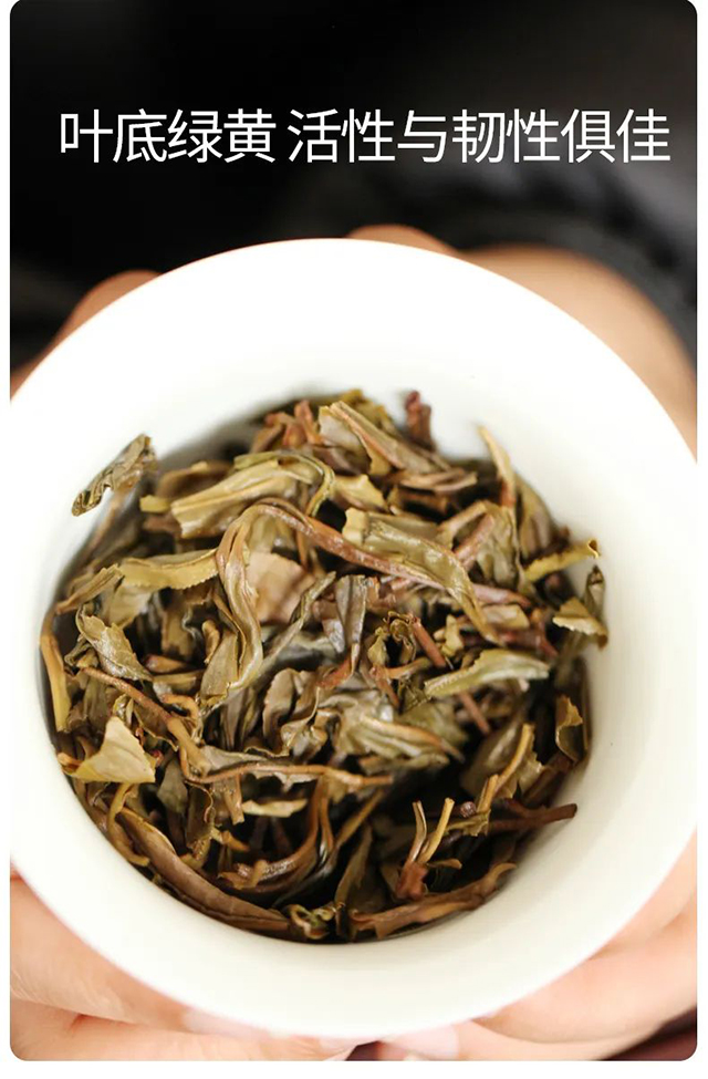 荣瑞祥2019年易武香椿林普洱茶品质特点