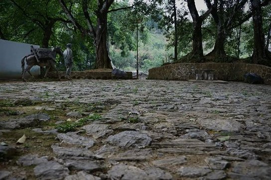 云柯庄园2022春麻黑古树茶品质特点