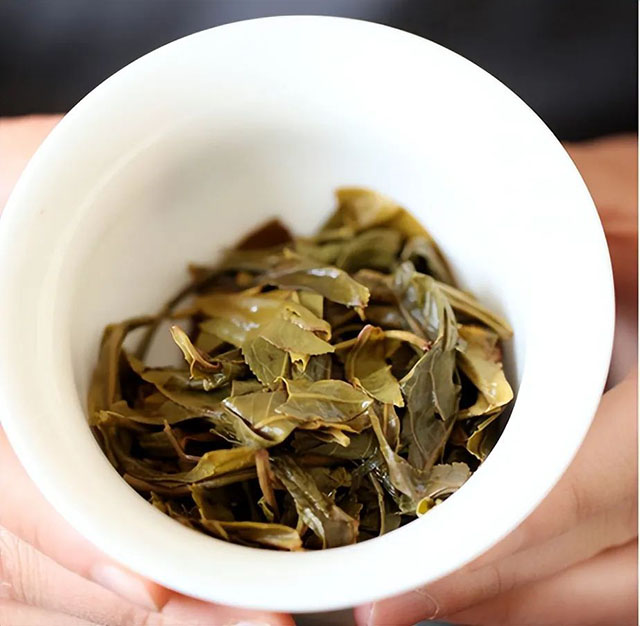 荣瑞祥2023年南板400头春古树春茶