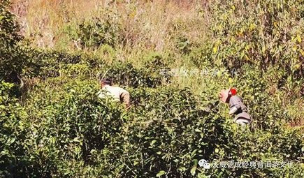 天威德成2023经典寻茶之路开启