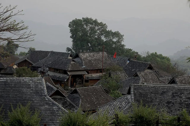 云柯庄园2022春景迈芒景古树茶品质特点