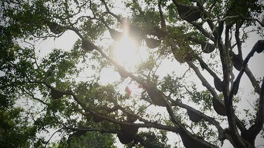 云柯庄园2022春景迈芒景古树茶品质特点