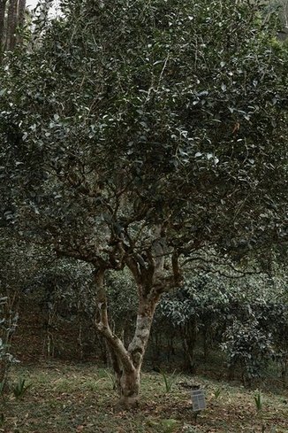 云柯庄园2022春景迈芒景古树茶品质特点