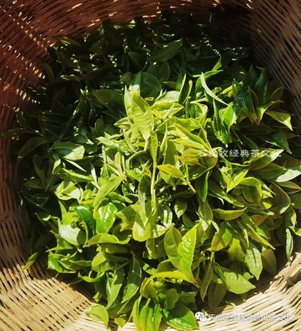 天威德成2023年茶山巡行快讯之布朗春早