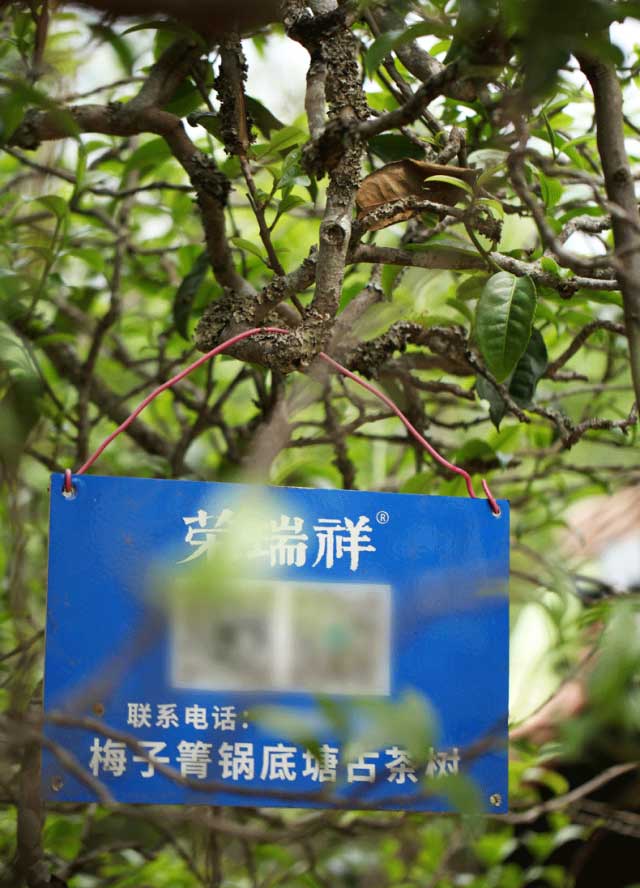 �����鴺��Ԥ��2023��÷���������ͷ��������