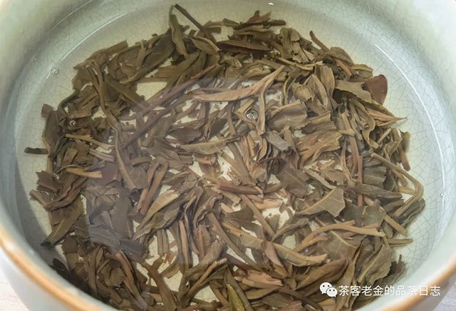 茶者无喧2016年莽枝单株普洱茶