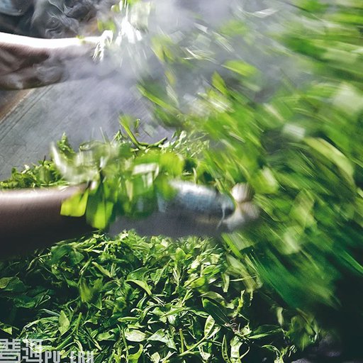 云南省古茶树保护条例