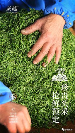 岁越黑茶保靖黄金茶