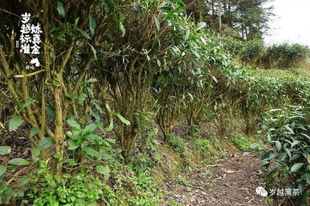 岁越黑茶保靖黄金茶