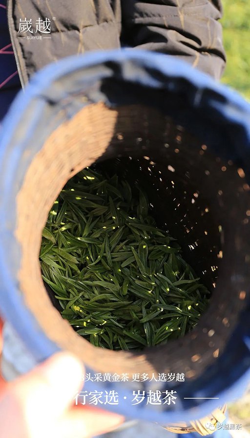 岁越黑茶保靖黄金茶