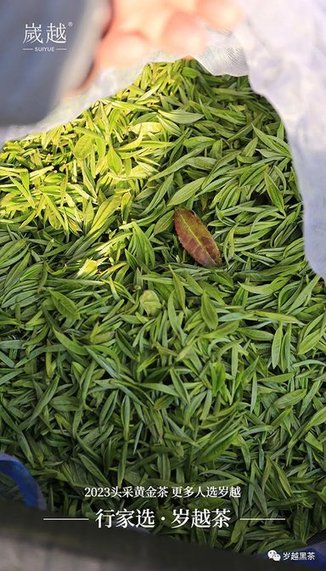 岁越黑茶保靖黄金茶