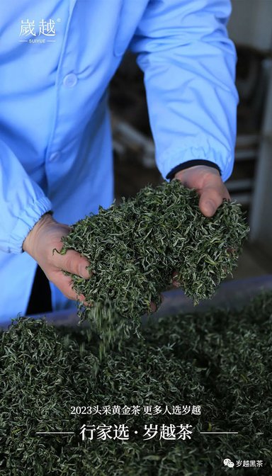 岁越黑茶保靖黄金茶