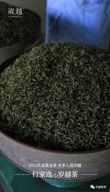 岁越黑茶保靖黄金茶
