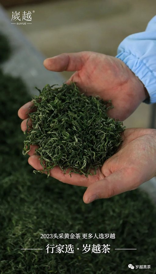 岁越黑茶保靖黄金茶