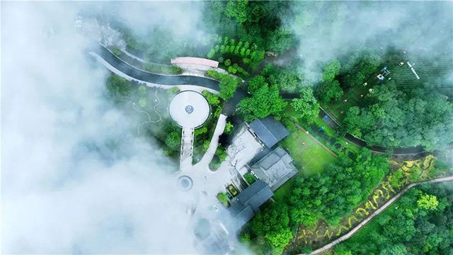 蒙顶山 【游学】一次搞定四川茶的“必备知识点”
