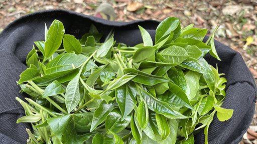 蓝版2023芭依箐易武小薄荷塘茶