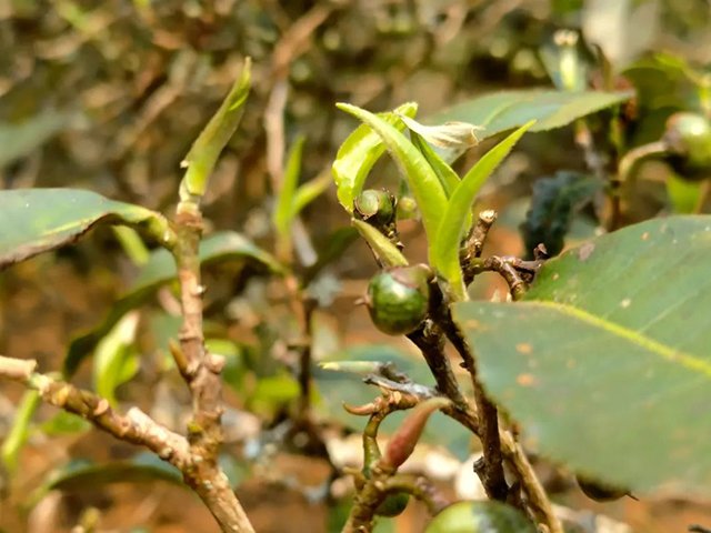 �ϰ�կ����