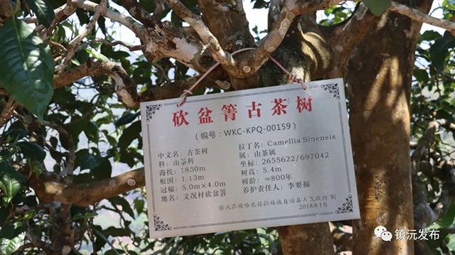 千家寨爷号普洱茶砍盆箐茶区茶叶开采