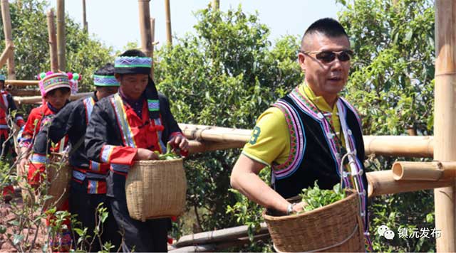 千家寨爷号普洱茶砍盆箐茶区茶叶开采
