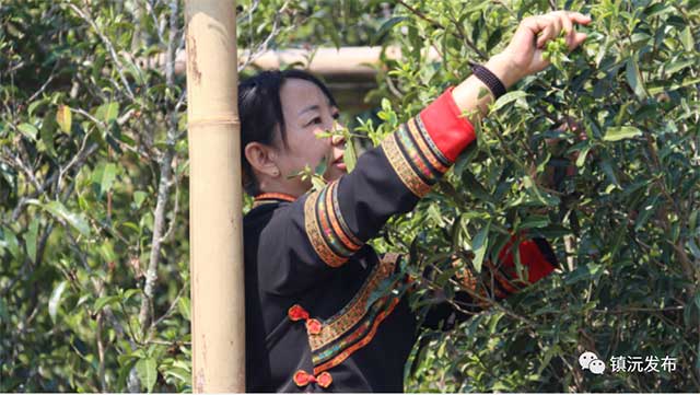 千家寨爷号普洱茶砍盆箐茶区茶叶开采