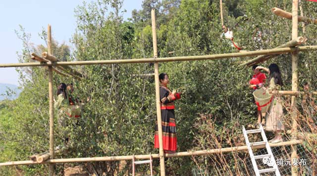 千家寨爷号普洱茶砍盆箐茶区茶叶开采
