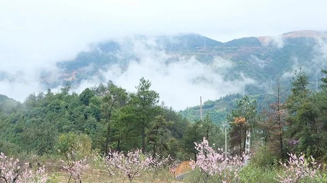 满山的茶园是柘荣茶人的绿色宝藏