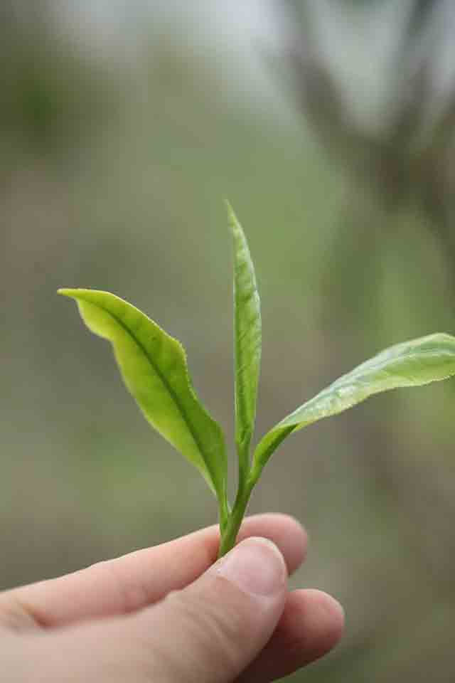 荣瑞祥普洱茶2023年隐春茶