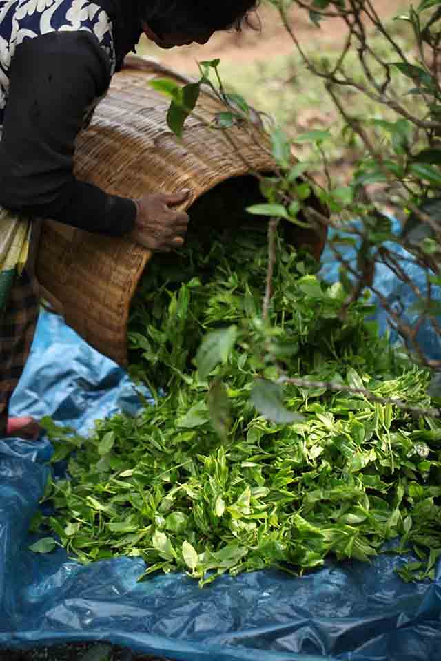 荣瑞祥普洱茶2023年隐春茶