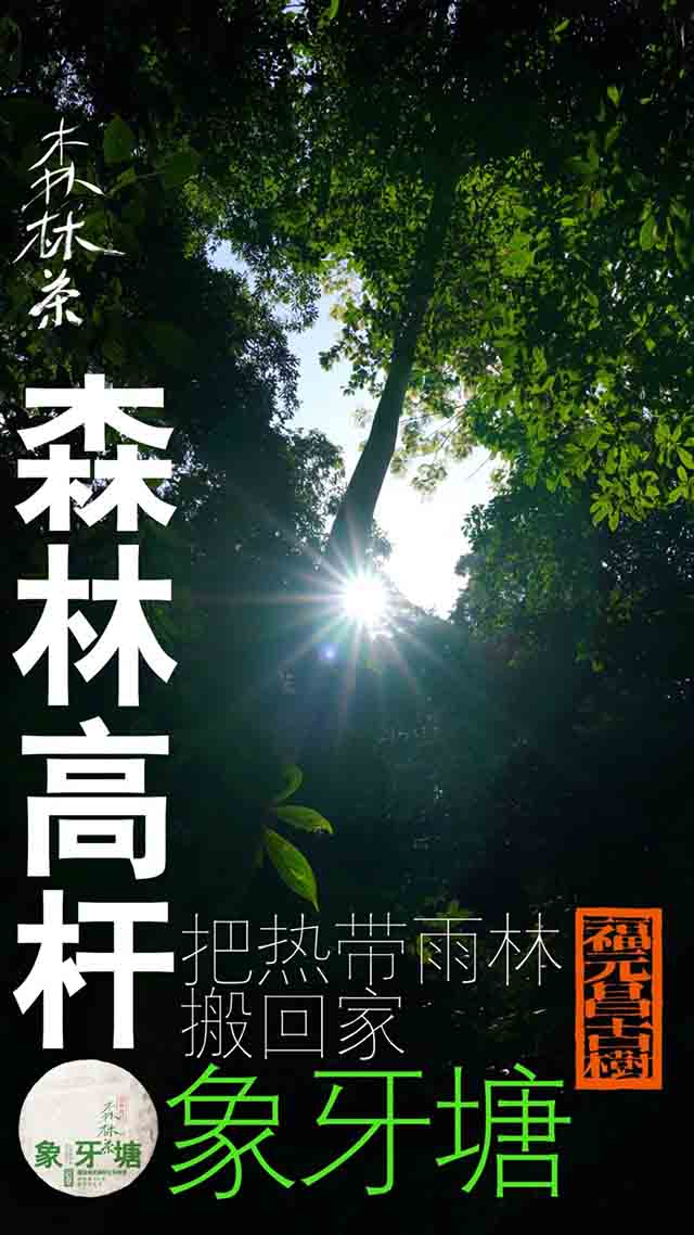 福元昌古树象牙塘森林高杆普洱茶