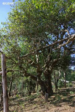 2023年福元昌古树茶王地系列200克普洱茶