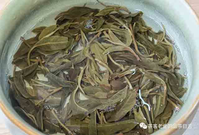 栩月古茶2023年易武森野班章普洱茶