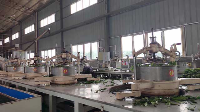 溪清农业开发公司的鲜叶加工车间
