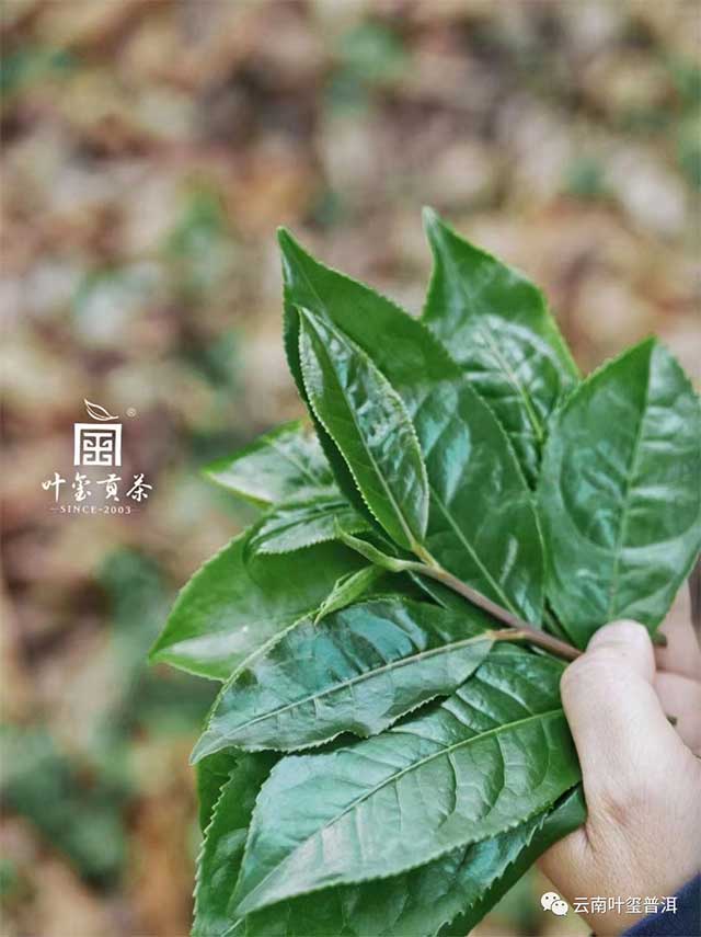 云南叶玺普洱拾年普洱茶